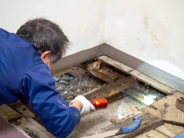 Best Residential Mold Remediation in Waverly, MI