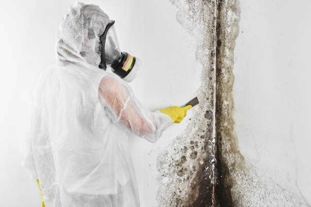 Best Mold Remediation for Specific Building Types in Waverly, MI