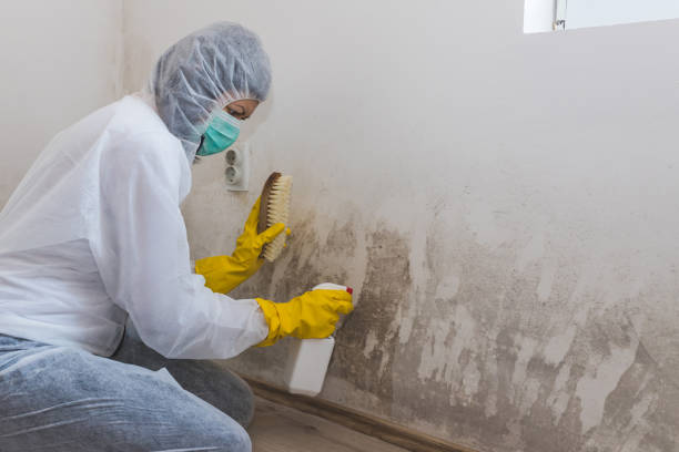 Best Kitchen Mold Remediation in Waverly, MI