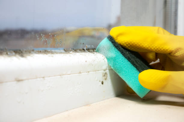 Professional Mold Remediation in Waverly, MI
