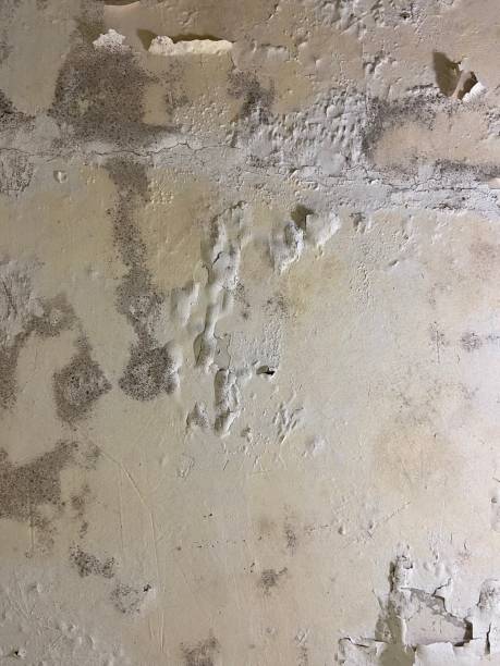Best DIY Mold Remediation Support Services in Waverly, MI