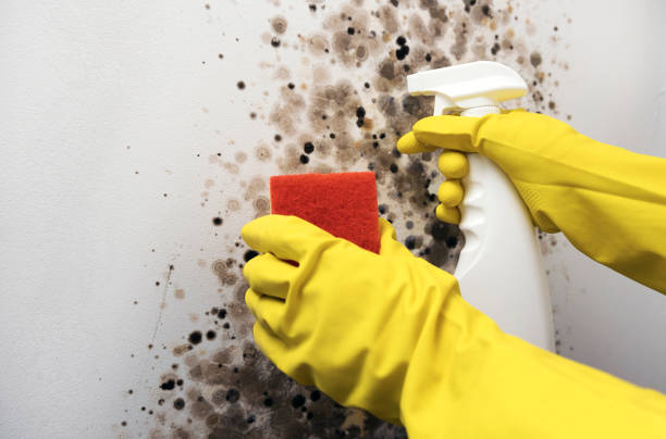 Best Commercial Mold Remediation in Waverly, MI