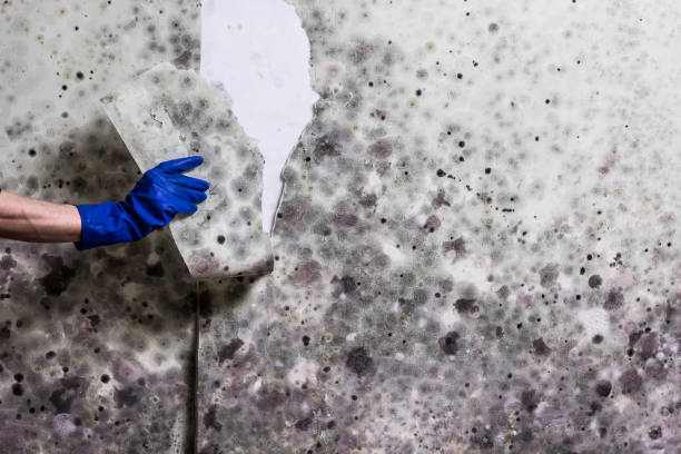 Best Residential Mold Remediation in Waverly, MI