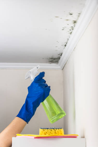 Best Emergency Mold Remediation in Waverly, MI